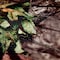 Vanish Camo Tarp, 8' x 10', Mossy Oak Break-Up Country Camo 25332 - alternate 9